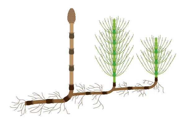 Field Horsetail Equisetum Arvense Vector Illustration — Stock Vector