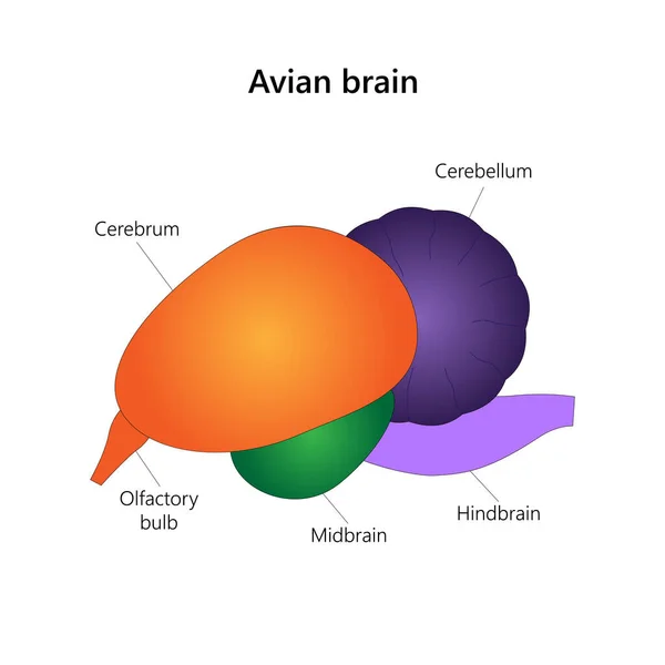 Αβιανός Εγκέφαλος Κύριες Ανατομικές Περιοχές Εικονογράφηση Διανύσματος — Διανυσματικό Αρχείο