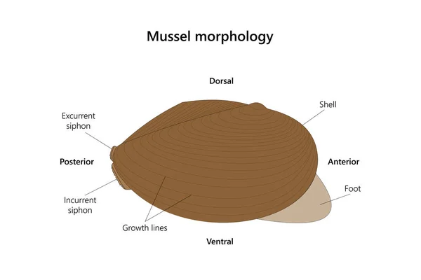 Mussel Anodonta Morphoology Vector Illustration — Stock Vector