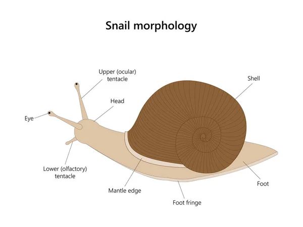 Snail Morphology Vector Illustration Isolated White Background — Stock Vector