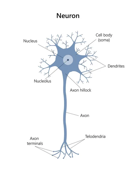 Нейрон Нейрональная Структура Векторная Иллюстрация — стоковый вектор