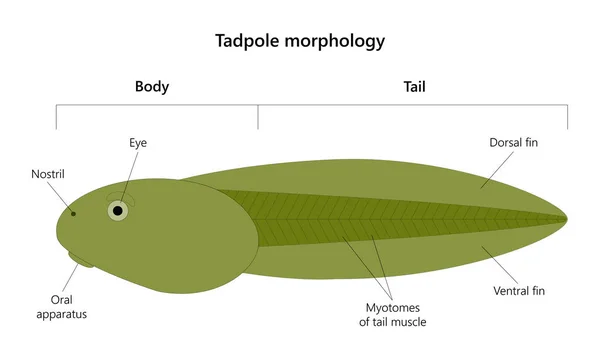 Tadpole นเวท อนในวงจรช ตของแอมโมเน ภาพวาดเวกเตอร — ภาพเวกเตอร์สต็อก