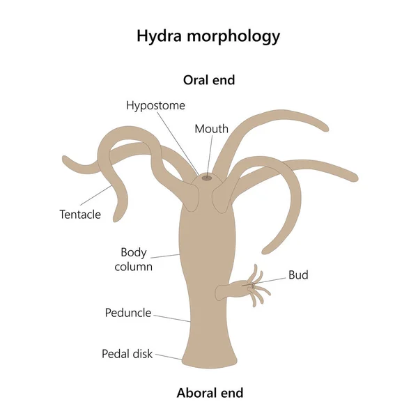 Hydra Morphology Vector Illustration Isolated White — Stock Vector