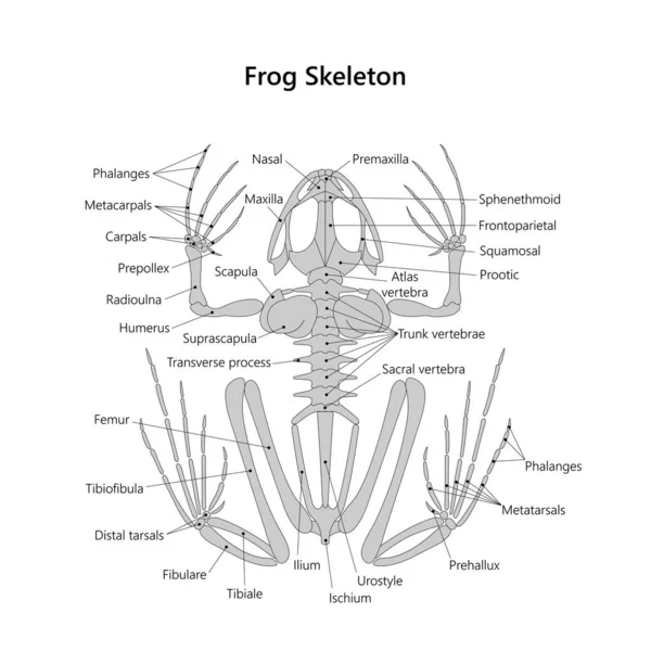 Лягушачий Скелет Вид Сзади Векторная Иллюстрация — стоковый вектор