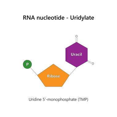 RNA nükleotidi (ribonükleotid) - idrar yolu. Vektör illüstrasyonu.