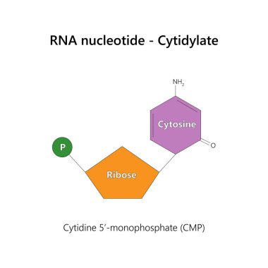 RNA nükleotid (ribonükleotit) - sitridilat. Vektör illüstrasyonu.