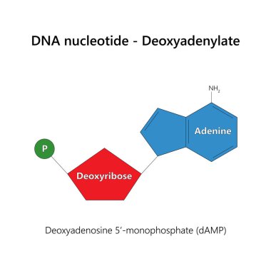 DNA nükleotidi (deoksiribonükleotid) - Deoksiadenylate. Vektör illüstrasyonu.
