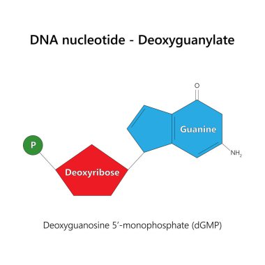 DNA nükleotidi (deoksiribonükleotid) - Deoksiguanylate. Vektör illüstrasyonu.