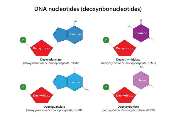  DNA nucleotides (deoxyribonucleotides). Vector illustration.