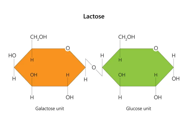 Lactosa Azúcar Disacárido Ilustración Vectorial — Vector de stock