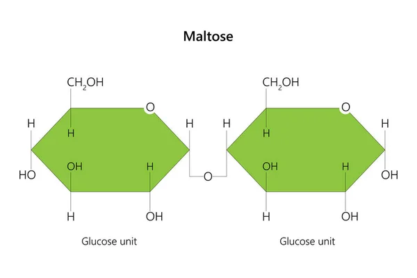 Maltose, maltobiose veya malt şekeri olarak da bilinir. Vektör illüstrasyonu.