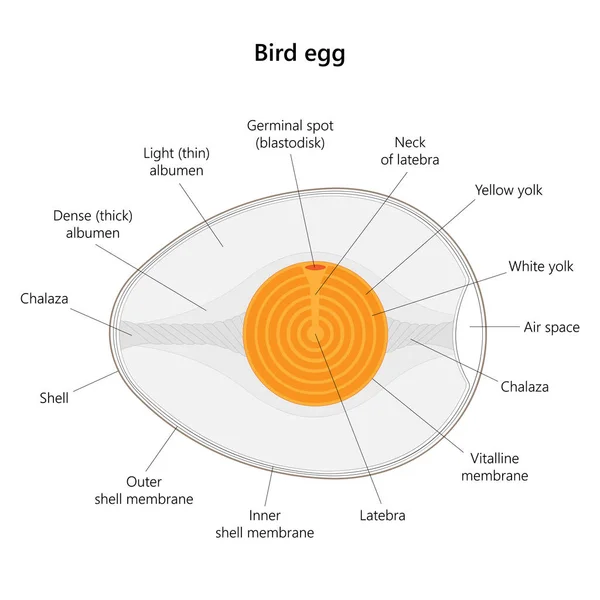 Структура Птичьего Яйца Векторная Иллюстрация — стоковый вектор