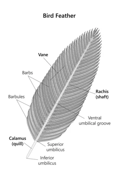 Птичье Перо Структура Векторная Иллюстрация — стоковый вектор