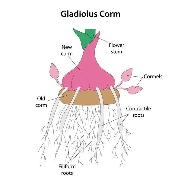 Gladiolus Corm Zwiebelknolle Oder Bulbotuber Vektorillustration — Stockvektor