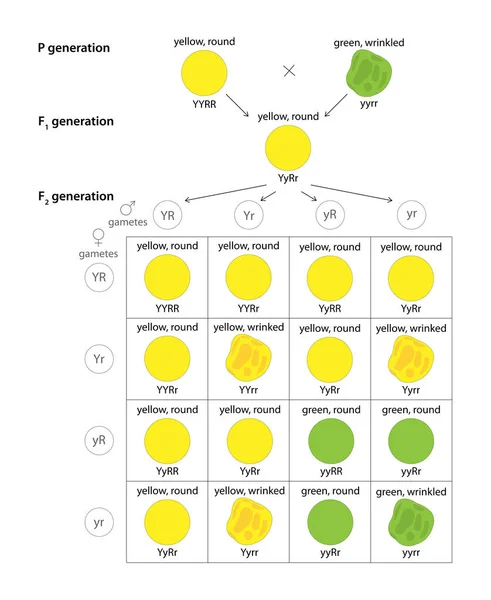 Bezelye fabrikasından Dihybrid Cross. Bağımsız çeşitlilik kanunu.