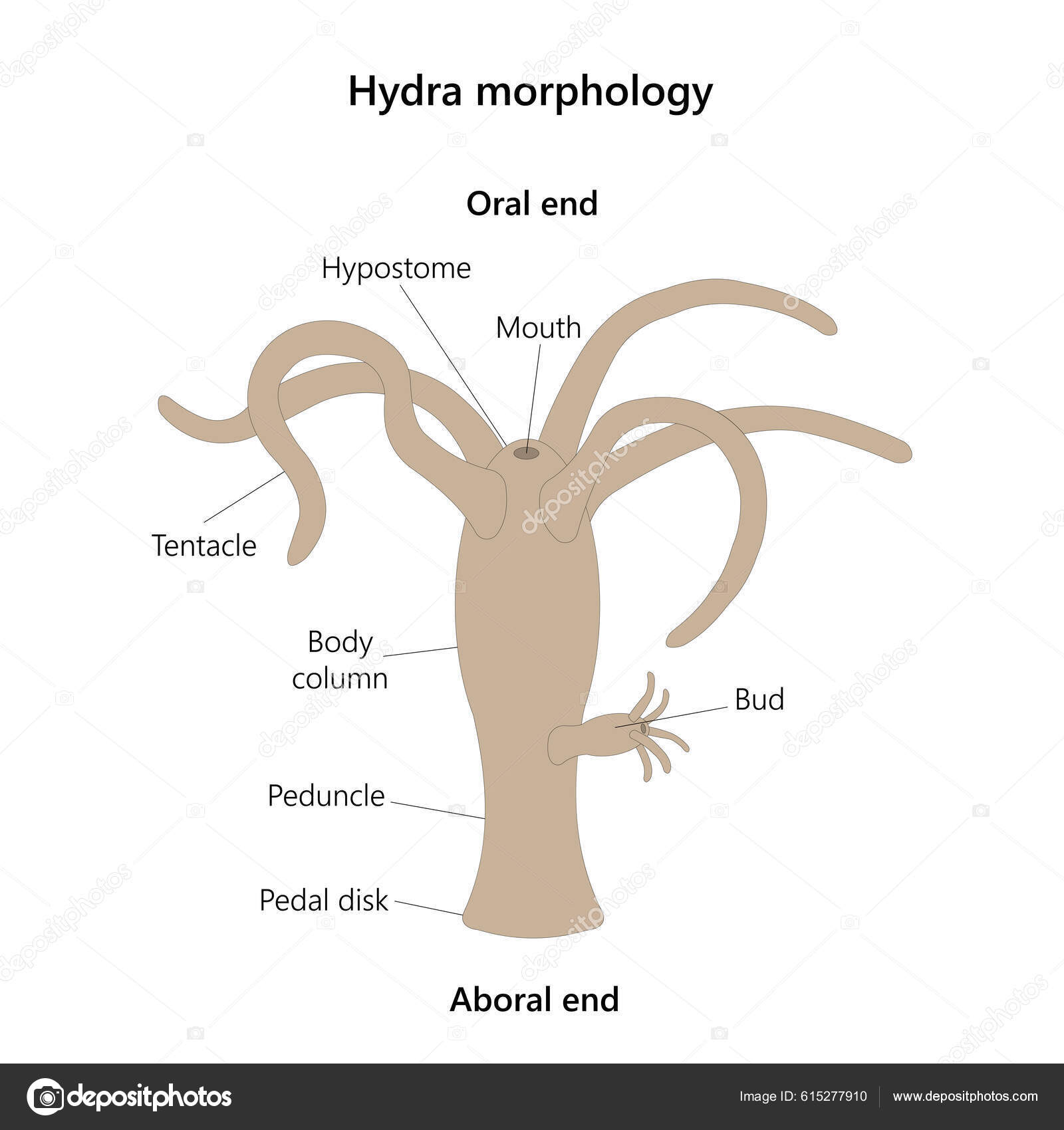 Biology hydra Stock Photos, Royalty Free Biology hydra Images | Depositphotos Biology hydra Stock Photos, Royalty Free Biology hydra Images | Depositphotos