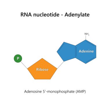 RNA nükleotidi (ribonükleotit) - Adenilat. Beyaz arkaplanda.