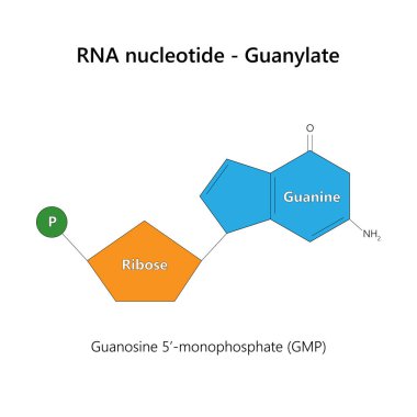 RNA nükleotidi (ribonükleotid) - Guanylate. Beyaz arkaplanda.