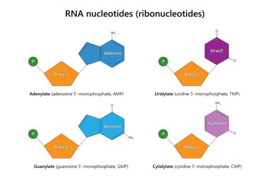  RNA nükleotitleri (ribonükleotidler). Beyaz arkaplanda. 