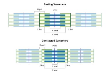 Sarcomeres farklı işlevsel aşamalarda: dinlenme ve kasılma. Sarcomere I bandının, A bandının, H bandının, M hattının ve Z hatlarının yerini gösteriyor..