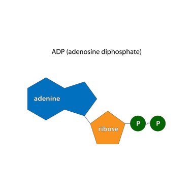 Adenozin difosfat (ADP), adenozin pirofosfat (APP)