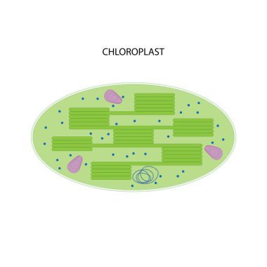 Chloroplast (green plastid). On white background. clipart