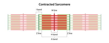 Sarcomere ile anlaştı. I bandının, A bandının, H bandının, M hattının ve Z hatlarının yeri.