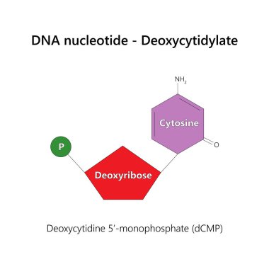 DNA nükleotidi (deoksiribonükleotid) - Deoksicytidylate. Beyaz arkaplanda.