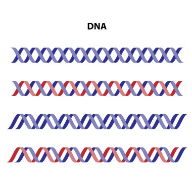 DNA (deoxyribonucleic acid). On white background. clipart
