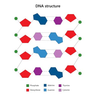 DNA yapısı. Merdiven konfigürasyonu. Beyaz arkaplanda.