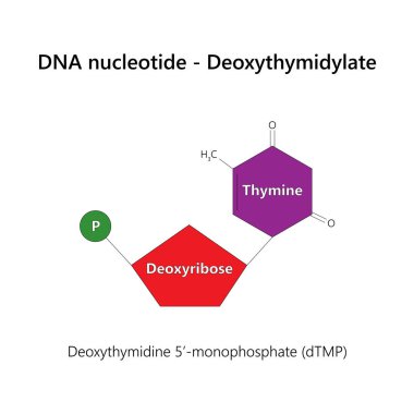 DNA nükleotidi (deoksiribonükleotid) - Deoksithymidlate. Beyaz arkaplanda.