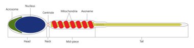 İnsan sperm hücresi. Beyaz arkaplanda.