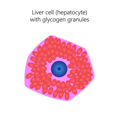 Glikojen granüllü karaciğer hücresi (hepatosit).