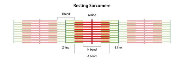 Sarcomere dinleniyor. I bandının, A bandının, H bandının, M hattının ve Z hatlarının yeri.