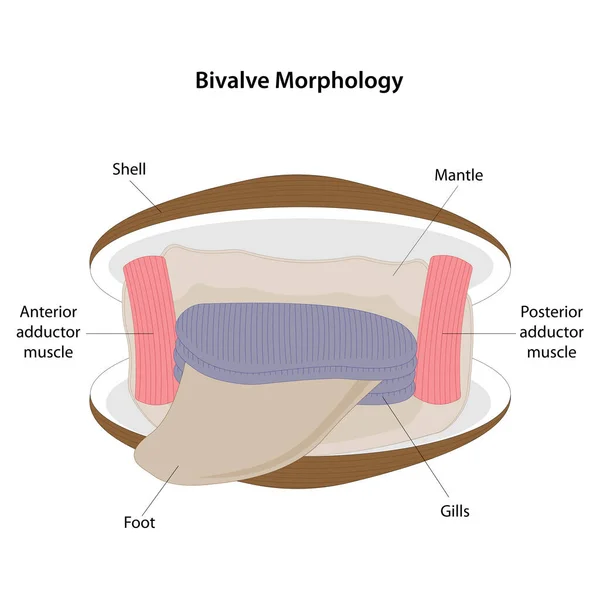 Yumuşakça sınıfı Bivalvia 'nın morfolojisi. 