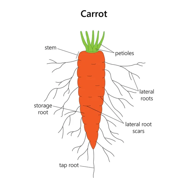 The carrot is a root vegetable.