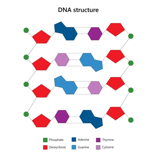 DNA yapısı. Merdiven konfigürasyonu. Beyaz arkaplanda.