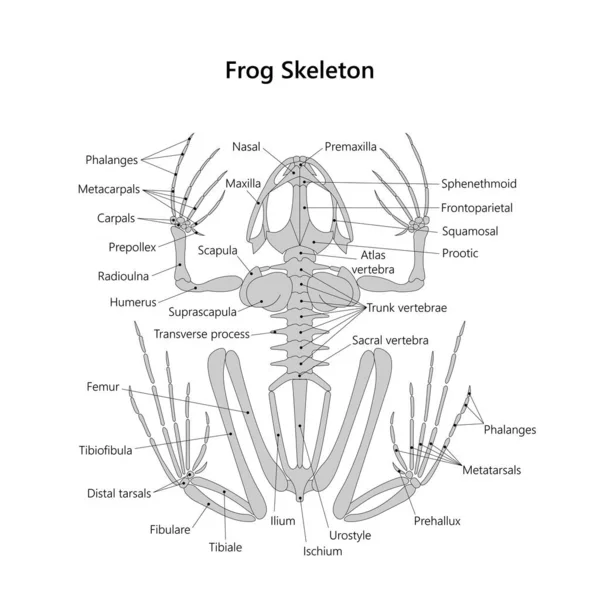Скелетная Система Лягушки Белом Фоне — стоковое фото
