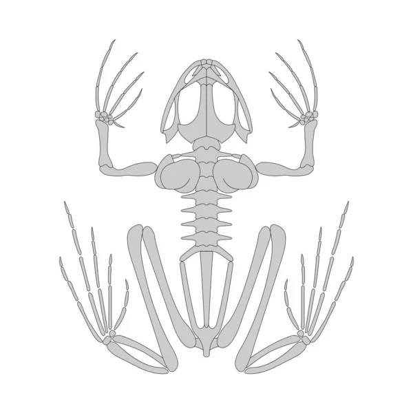 青蛙骨骼系统 白色背景 — 图库照片