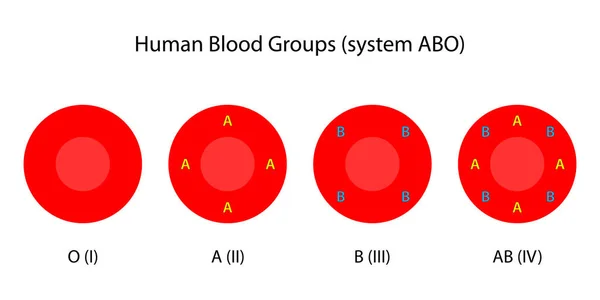 Menschliche Blutgruppen Abo System — Stockfoto