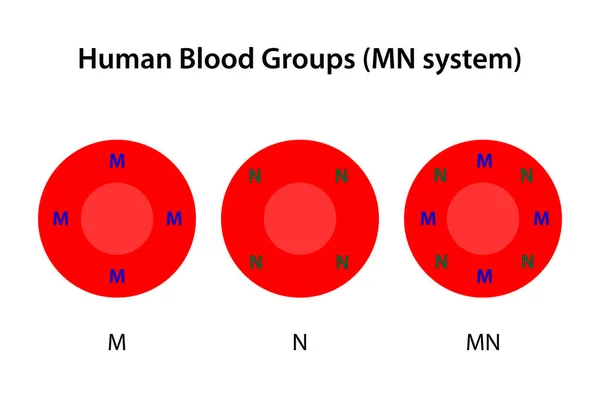 Human Blood Groups System — Stock Photo, Image