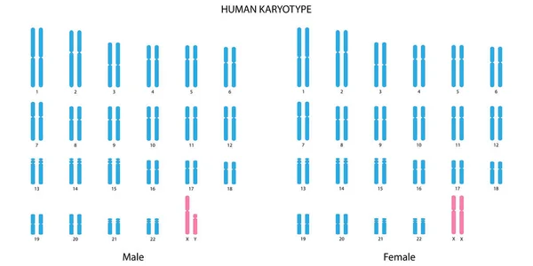 İnsan Karyotipi (erkek ve kadın))
