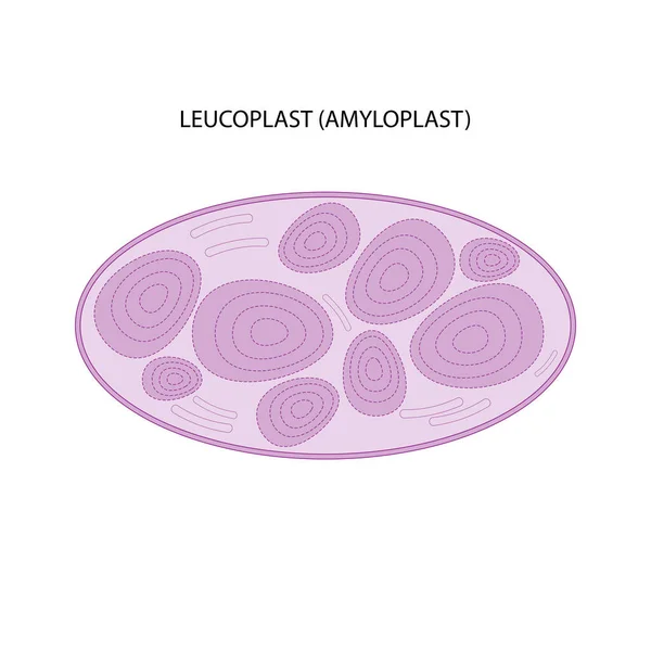 Leucoplast Amiloplast Sobre Fondo Blanco —  Fotos de Stock