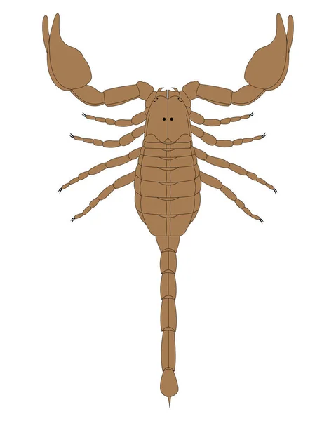 Анатомия Скорпиона Дорсальный Вид — стоковое фото