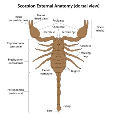 Scorpion Dış Anatomisi (dorsal görünüm)
