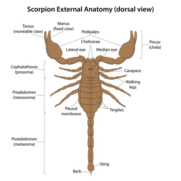 Scorpion Εξωτερική Ανατομία Ραχιαία Άποψη — Φωτογραφία Αρχείου