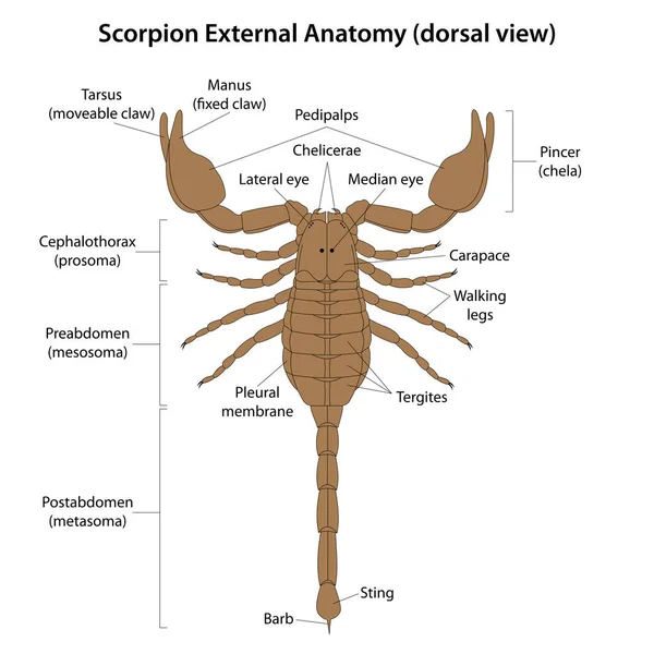 蝎子外部解剖 背侧视点 — 图库矢量图片