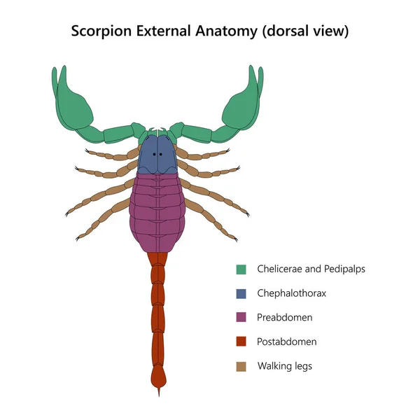 Scorpion Εξωτερική Ανατομία Ραχιαία Άποψη — Φωτογραφία Αρχείου