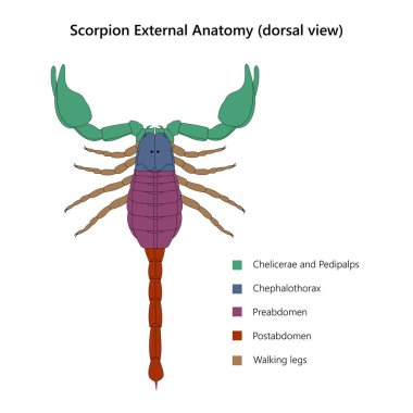 Scorpion Dış Anatomisi (dorsal görünüm)