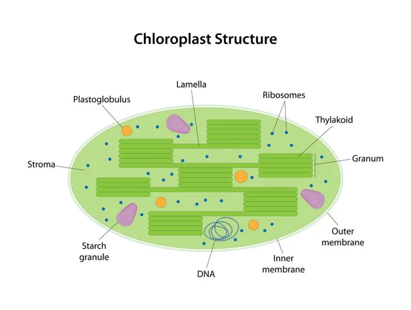 Estructura Cloroplasto Plástico Verde Orgánulo Unido Membrana — Archivo Imágenes Vectoriales